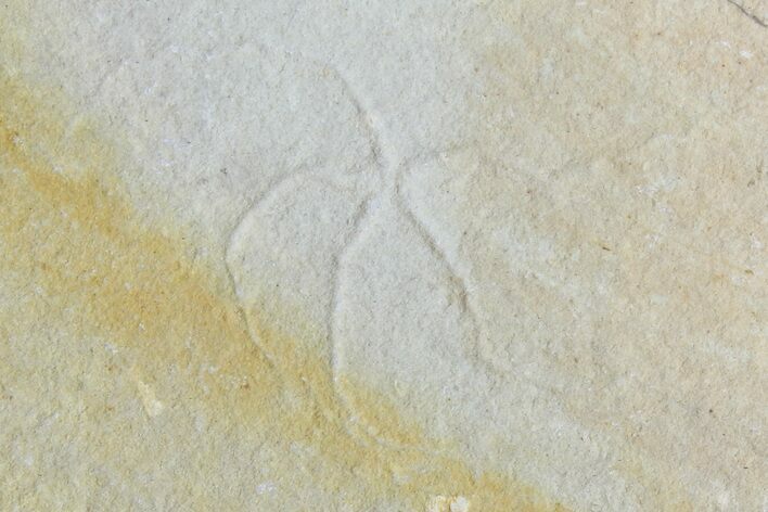 Cretaceous Brittle Star (Geocoma) Fossil - Lebanon #106214